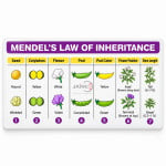 Mendelian Inheritance (Mendel's Second)